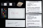 Foto (Objekt + Etikett) von Galatheites zitteli (Moericke, 1889)  (NHMW-GEO-2014-0194-0610)